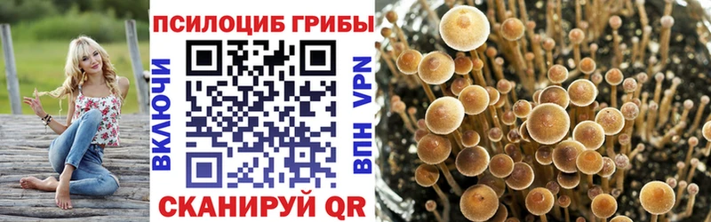 Купить Ликино-Дулёво Псилоцибиновые грибы мицелий